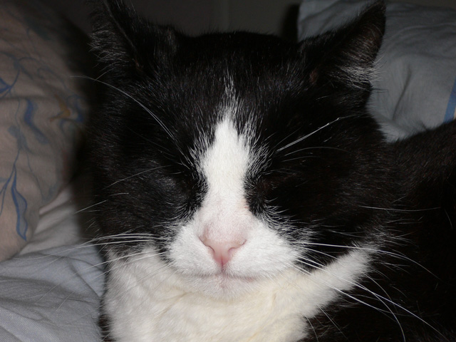 THE Cat
